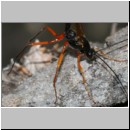 Dolichomitus messor - Schlupfwespe w01h 32mm - OS-Hasbergen Holzlagerplatz auf Eiche det06.jpg